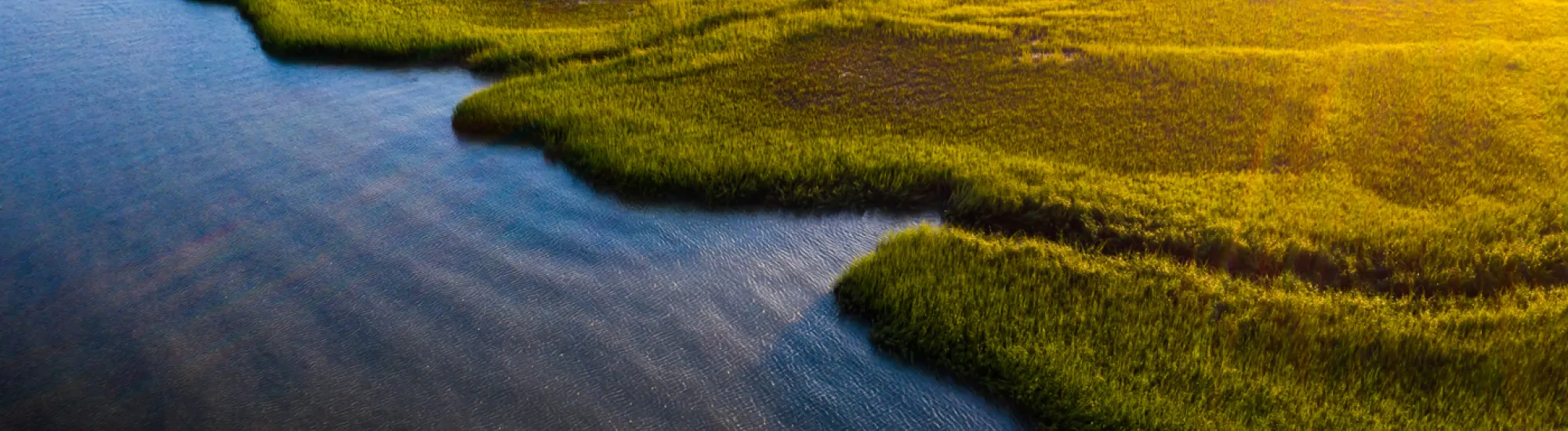 Sunlit marshland and water with bright green grass.